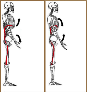 Rib Cage Position