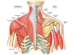 Shoulder Muscle Anatomy
