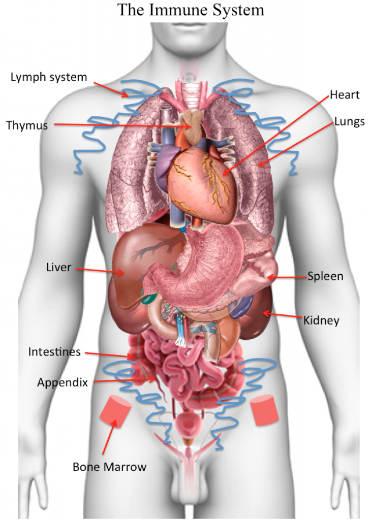 Boost Your Immune System Naturally & Effectively Post Thumbnail