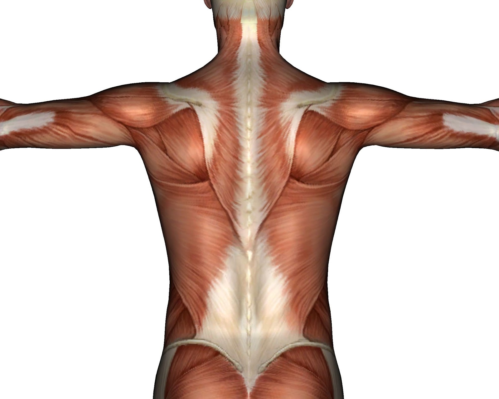 Creating Internal Tension For A Back That Will Never Break Post Thumbnail